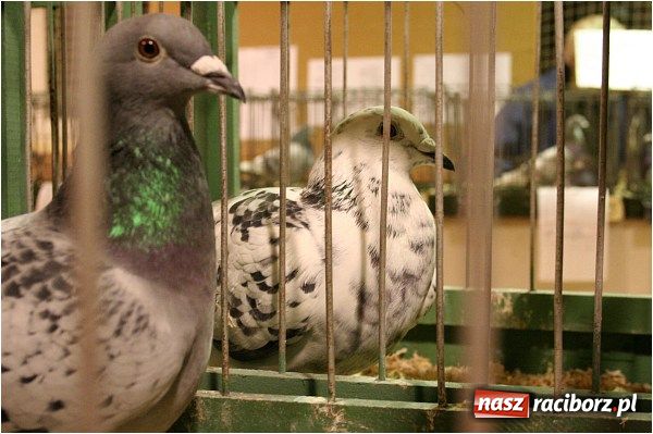 Zdjęcie w galerii na portalu naszraciborz.pl: Pocztowe championy na Płoni wiadomości z regionu