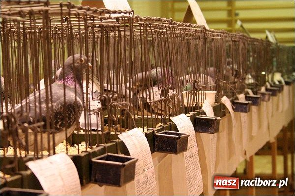 Zdjęcie w galerii na portalu naszraciborz.pl: Pocztowe championy na Płoni wiadomości z regionu