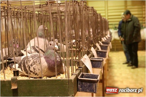 Zdjęcie w galerii na portalu naszraciborz.pl: Pocztowe championy na Płoni wiadomości z regionu