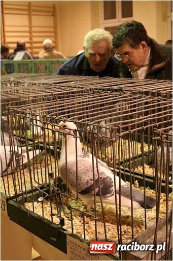 Zdjęcie w galerii na portalu naszraciborz.pl: Pocztowe championy na Płoni wiadomości z regionu