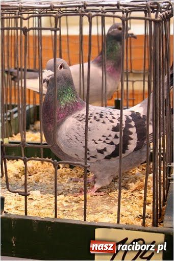 Zdjęcie w galerii na portalu naszraciborz.pl: Pocztowe championy na Płoni wiadomości z regionu