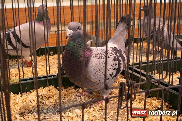 Zdjęcie w galerii na portalu naszraciborz.pl: Pocztowe championy na Płoni wiadomości z regionu