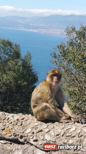 Zdjęcie w galerii na portalu naszraciborz.pl: Uczniowie z Raciborza na praktykach w Hiszpanii  wiadomości z regionu