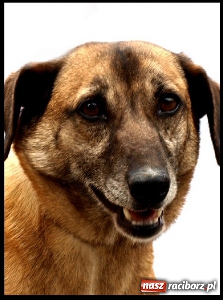 Zdjęcie w galerii na portalu naszraciborz.pl: Plac dla psów i podwórko Kossaka - zapoznaj się z dwoma projektami budżetu obywatelskiego wiadomości z regionu