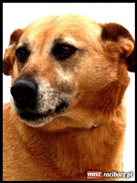 Zdjęcie w galerii na portalu naszraciborz.pl: Plac dla psów i podwórko Kossaka - zapoznaj się z dwoma projektami budżetu obywatelskiego wiadomości z regionu