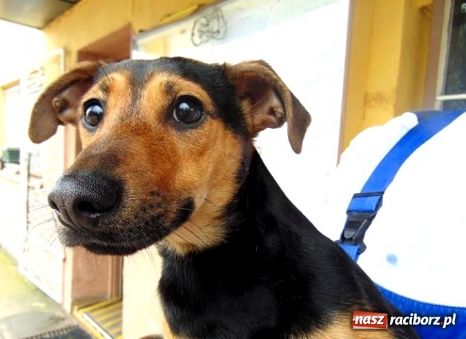 Zdjęcie w galerii na portalu naszraciborz.pl: Plac dla psów i podwórko Kossaka - zapoznaj się z dwoma projektami budżetu obywatelskiego wiadomości z regionu