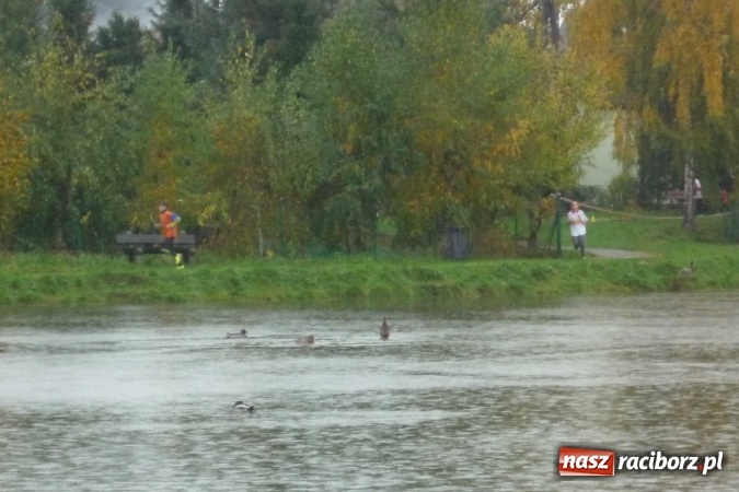 Zdjęcie w galerii na portalu naszraciborz.pl: Rejonowe Sztafetowe Biegi Przełajowe wiadomości z regionu