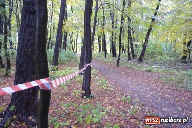 Zdjęcie w galerii na portalu naszraciborz.pl: Rejonowe Sztafetowe Biegi Przełajowe wiadomości z regionu