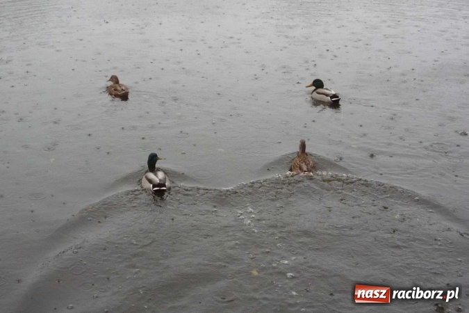 Zdjęcie w galerii na portalu naszraciborz.pl: Rejonowe Sztafetowe Biegi Przełajowe wiadomości z regionu