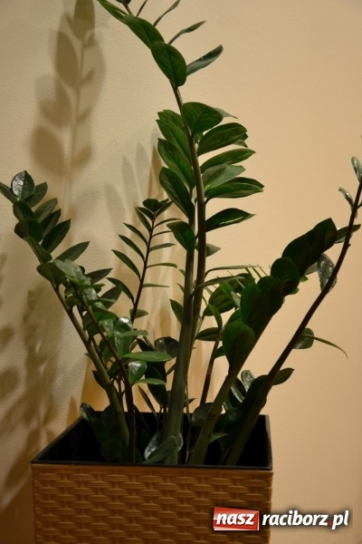 Zdjęcie w galerii na portalu naszraciborz.pl: Prywatka u Seniorów – program rozrywkowy na zamku wiadomości z regionu