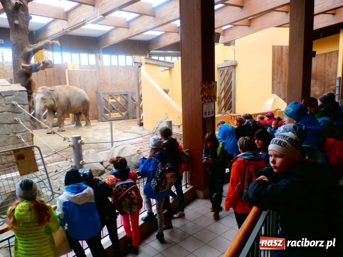 Zdjęcie w galerii na portalu naszraciborz.pl: Zespół Szkolno-Przedszkolny nr 3 realizuje projekt wspólnie ze szkołą z Opavy  wiadomości z regionu