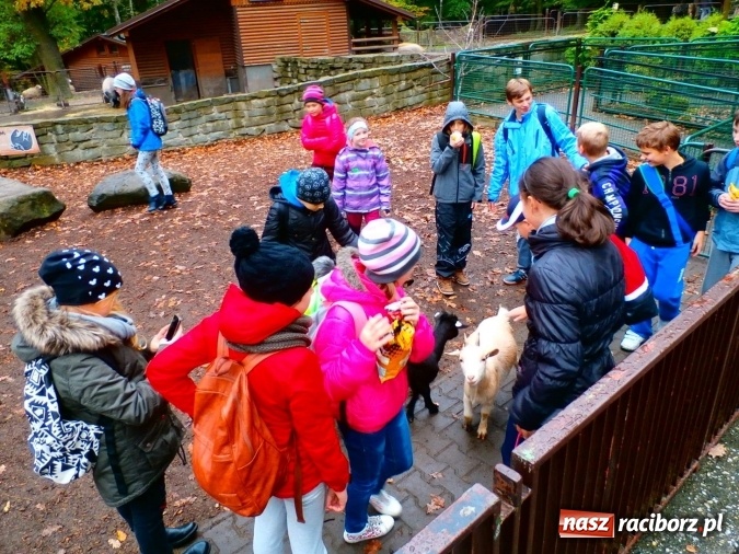 Zdjęcie w galerii na portalu naszraciborz.pl: Zespół Szkolno-Przedszkolny nr 3 realizuje projekt wspólnie ze szkołą z Opavy  wiadomości z regionu