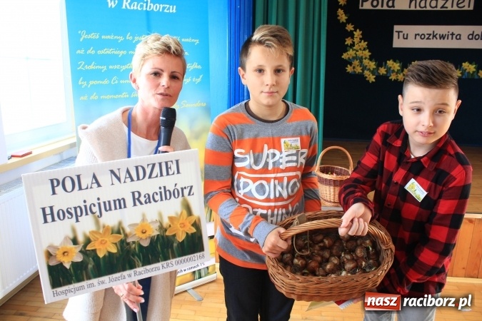 Zdjęcie w galerii na portalu naszraciborz.pl: Dzieci z ZSP nr 2 sadziły żonkile. Założono kolejne pole nadziei wiadomości z regionu