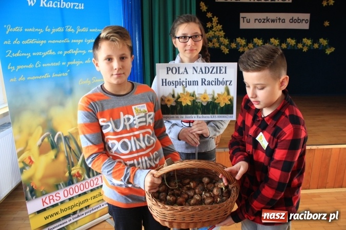 Zdjęcie w galerii na portalu naszraciborz.pl: Dzieci z ZSP nr 2 sadziły żonkile. Założono kolejne pole nadziei wiadomości z regionu