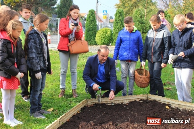 Zdjęcie w galerii na portalu naszraciborz.pl: Dzieci z ZSP nr 2 sadziły żonkile. Założono kolejne pole nadziei wiadomości z regionu