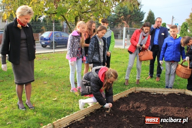 Zdjęcie w galerii na portalu naszraciborz.pl: Dzieci z ZSP nr 2 sadziły żonkile. Założono kolejne pole nadziei wiadomości z regionu