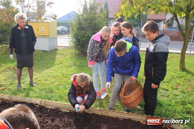 Zdjęcie w galerii na portalu naszraciborz.pl: Dzieci z ZSP nr 2 sadziły żonkile. Założono kolejne pole nadziei wiadomości z regionu