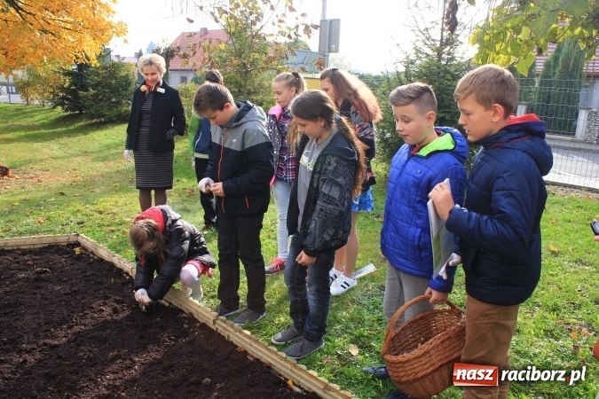 Zdjęcie w galerii na portalu naszraciborz.pl: Dzieci z ZSP nr 2 sadziły żonkile. Założono kolejne pole nadziei wiadomości z regionu