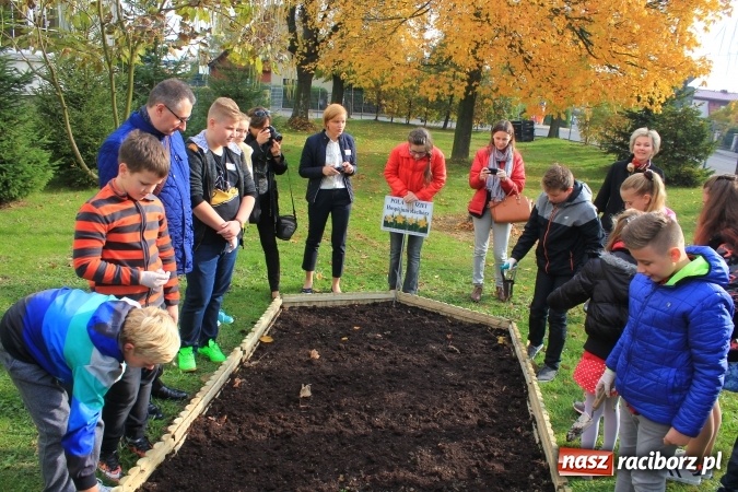 Zdjęcie w galerii na portalu naszraciborz.pl: Dzieci z ZSP nr 2 sadziły żonkile. Założono kolejne pole nadziei wiadomości z regionu