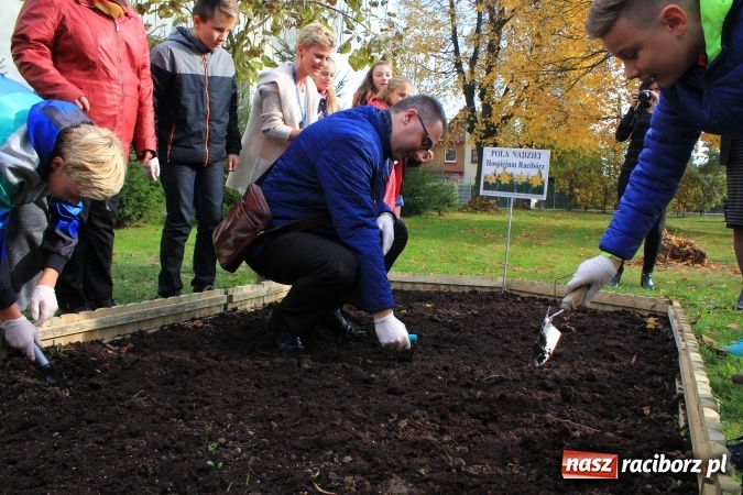 Zdjęcie w galerii na portalu naszraciborz.pl: Dzieci z ZSP nr 2 sadziły żonkile. Założono kolejne pole nadziei wiadomości z regionu
