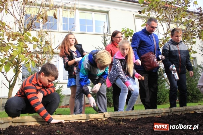 Zdjęcie w galerii na portalu naszraciborz.pl: Dzieci z ZSP nr 2 sadziły żonkile. Założono kolejne pole nadziei wiadomości z regionu