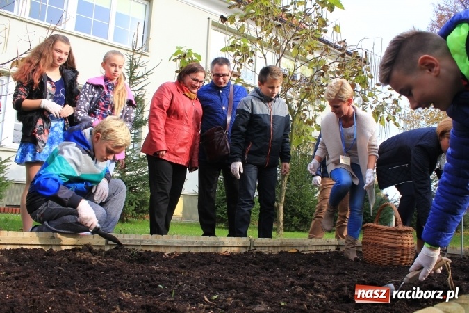 Zdjęcie w galerii na portalu naszraciborz.pl: Dzieci z ZSP nr 2 sadziły żonkile. Założono kolejne pole nadziei wiadomości z regionu