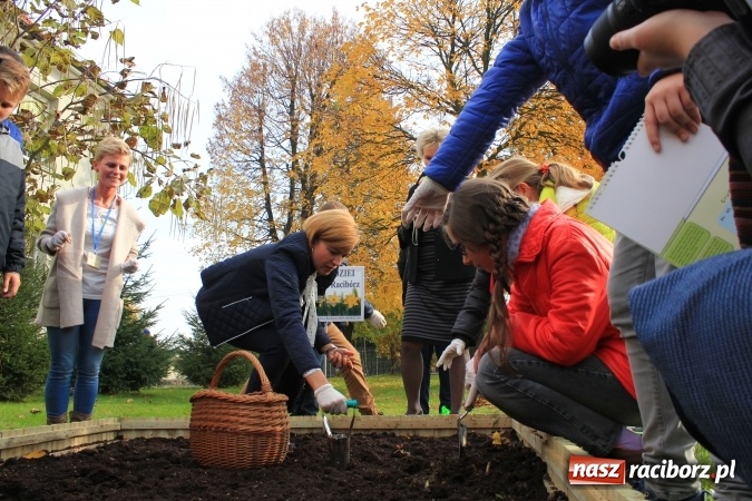 Zdjęcie w galerii na portalu naszraciborz.pl: Dzieci z ZSP nr 2 sadziły żonkile. Założono kolejne pole nadziei wiadomości z regionu