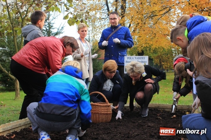 Zdjęcie w galerii na portalu naszraciborz.pl: Dzieci z ZSP nr 2 sadziły żonkile. Założono kolejne pole nadziei wiadomości z regionu