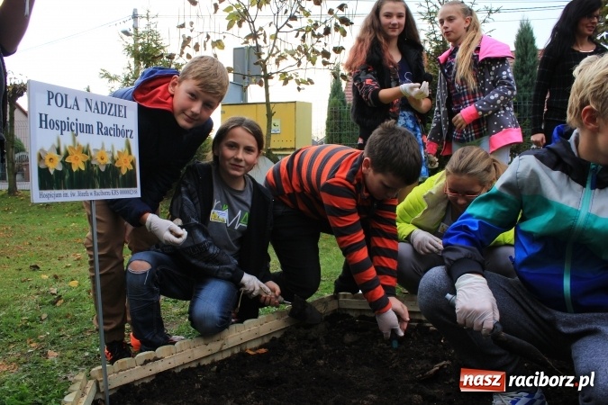 Zdjęcie w galerii na portalu naszraciborz.pl: Dzieci z ZSP nr 2 sadziły żonkile. Założono kolejne pole nadziei wiadomości z regionu
