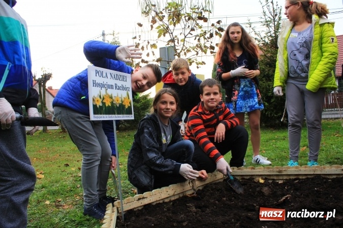 Zdjęcie w galerii na portalu naszraciborz.pl: Dzieci z ZSP nr 2 sadziły żonkile. Założono kolejne pole nadziei wiadomości z regionu