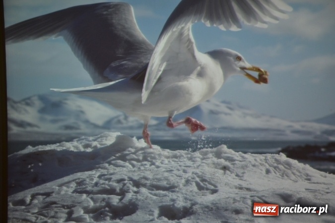 Zdjęcie w galerii na portalu naszraciborz.pl: IX Raciborskie Dni Nauki i Techniki ruszyły na zamku  wiadomości z regionu