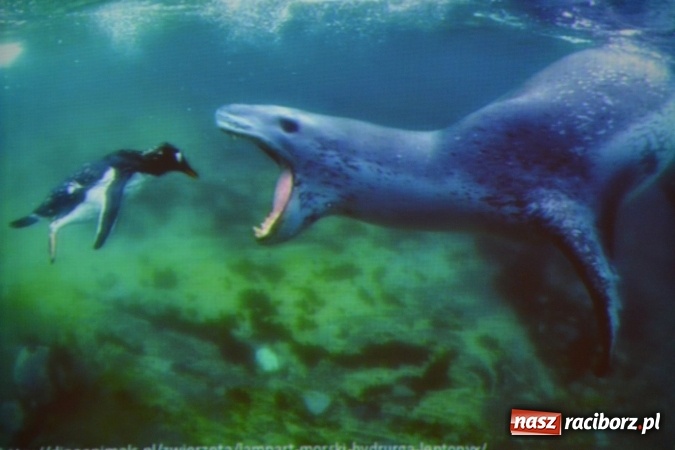 Zdjęcie w galerii na portalu naszraciborz.pl: IX Raciborskie Dni Nauki i Techniki ruszyły na zamku  wiadomości z regionu