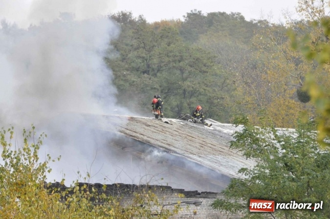 Zdjęcie w galerii na portalu naszraciborz.pl: Pożar hali przy ul. Zakładowej w Brzeziu wciąż szaleje. Przed 20.00 do akcji wszedł ciężki sprzęt do burzenia murów. Tylko u nas FOTO i WIDEO wiadomości z regionu