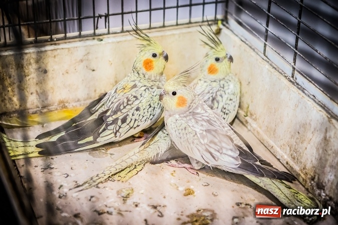 Zdjęcie w galerii na portalu naszraciborz.pl: Wystawa ptaków i gryzoni w Tworkowie wiadomości z regionu