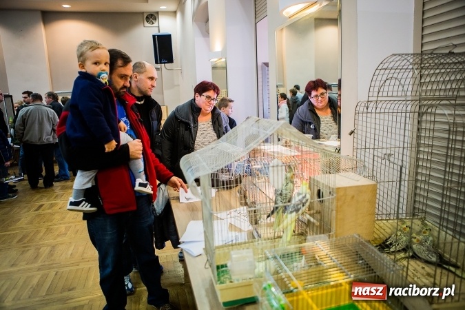 Zdjęcie w galerii na portalu naszraciborz.pl: Wystawa ptaków i gryzoni w Tworkowie wiadomości z regionu