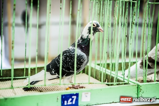 Zdjęcie w galerii na portalu naszraciborz.pl: Wystawa ptaków i gryzoni w Tworkowie wiadomości z regionu