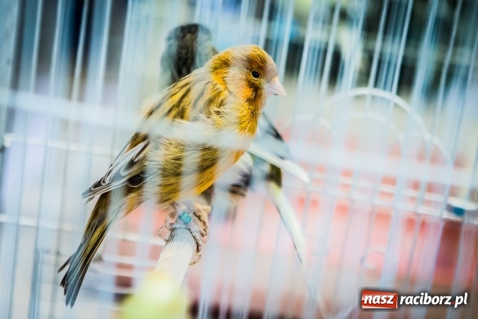 Zdjęcie w galerii na portalu naszraciborz.pl: Wystawa ptaków i gryzoni w Tworkowie wiadomości z regionu