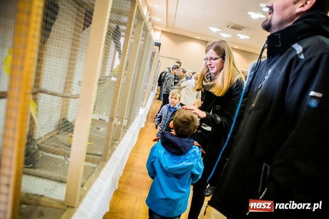 Zdjęcie w galerii na portalu naszraciborz.pl: Wystawa ptaków i gryzoni w Tworkowie wiadomości z regionu