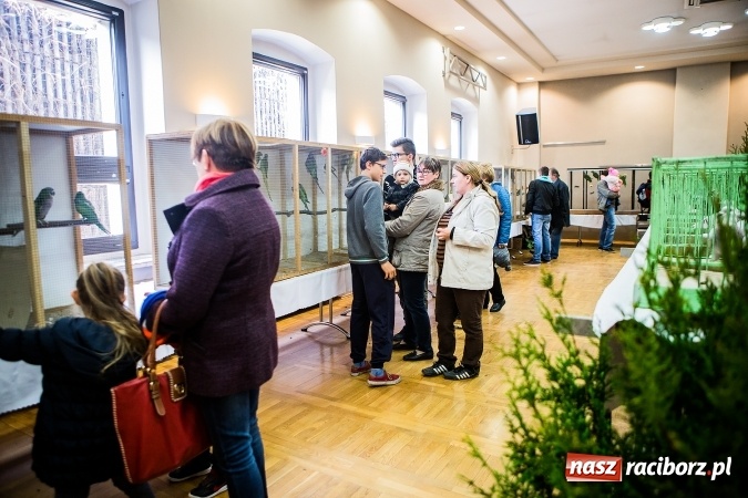 Zdjęcie w galerii na portalu naszraciborz.pl: Wystawa ptaków i gryzoni w Tworkowie wiadomości z regionu