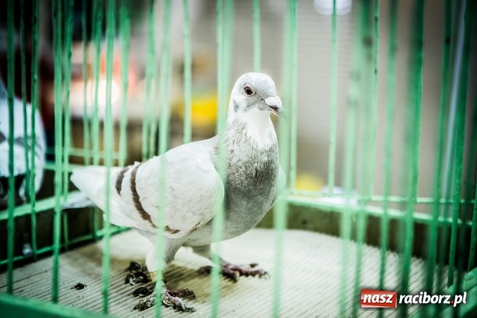 Zdjęcie w galerii na portalu naszraciborz.pl: Wystawa ptaków i gryzoni w Tworkowie wiadomości z regionu