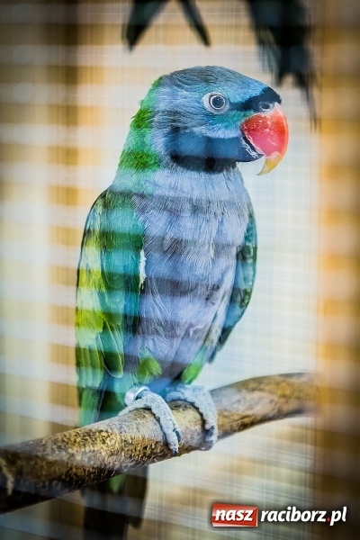 Zdjęcie w galerii na portalu naszraciborz.pl: Wystawa ptaków i gryzoni w Tworkowie wiadomości z regionu