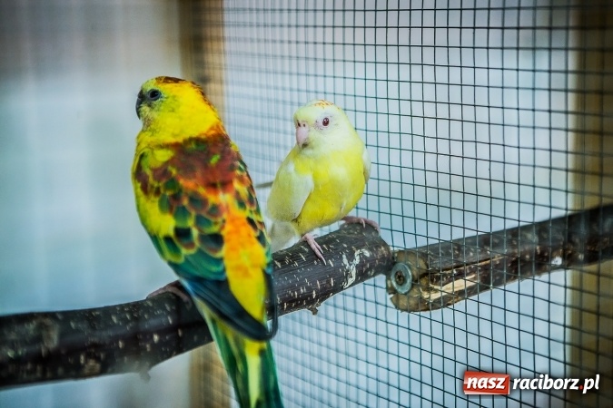 Zdjęcie w galerii na portalu naszraciborz.pl: Wystawa ptaków i gryzoni w Tworkowie wiadomości z regionu