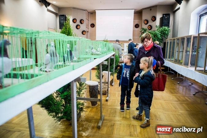 Zdjęcie w galerii na portalu naszraciborz.pl: Wystawa ptaków i gryzoni w Tworkowie wiadomości z regionu