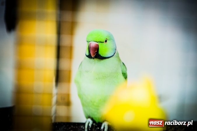 Zdjęcie w galerii na portalu naszraciborz.pl: Wystawa ptaków i gryzoni w Tworkowie wiadomości z regionu