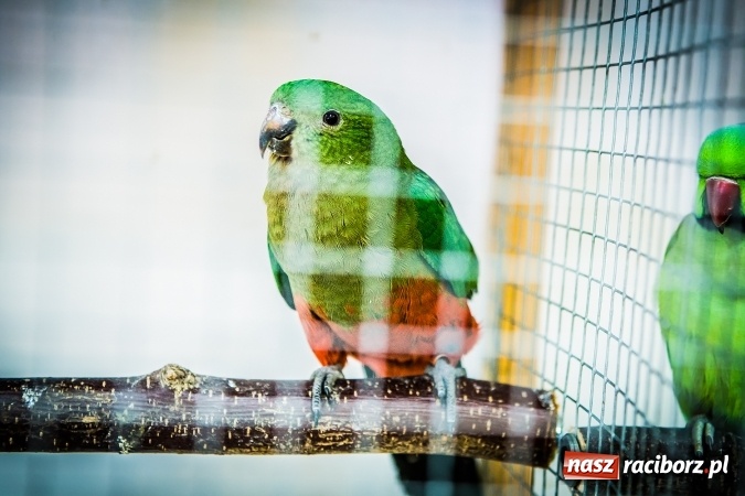 Zdjęcie w galerii na portalu naszraciborz.pl: Wystawa ptaków i gryzoni w Tworkowie wiadomości z regionu