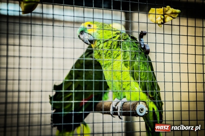 Zdjęcie w galerii na portalu naszraciborz.pl: Wystawa ptaków i gryzoni w Tworkowie wiadomości z regionu