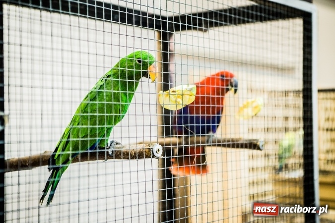 Zdjęcie w galerii na portalu naszraciborz.pl: Wystawa ptaków i gryzoni w Tworkowie wiadomości z regionu