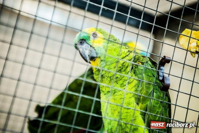 Zdjęcie w galerii na portalu naszraciborz.pl: Wystawa ptaków i gryzoni w Tworkowie wiadomości z regionu