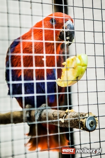 Zdjęcie w galerii na portalu naszraciborz.pl: Wystawa ptaków i gryzoni w Tworkowie wiadomości z regionu
