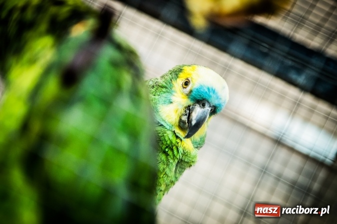 Zdjęcie w galerii na portalu naszraciborz.pl: Wystawa ptaków i gryzoni w Tworkowie wiadomości z regionu